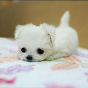 Meet your Posher, Melanie